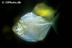metynnis hypsauchen metynnis hypsauchen