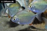 metynnis hypsauchen metynnis hypsauchen