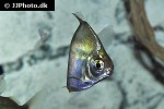 metynnis hypsauchen metynnis hypsauchen