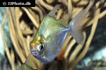 metynnis hypsauchen metynnis hypsauchen