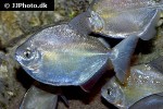 metynnis hypsauchen metynnis hypsauchen