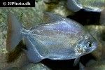 metynnis hypsauchen metynnis hypsauchen