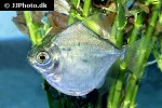 metynnis lippincottianus metynnis lippincottianus