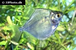 metynnis lippincottianus metynnis lippincottianus