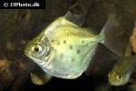 metynnis lippincottianus metynnis lippincottianus