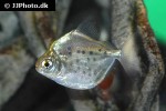 metynnis maculatus metynnis maculatus