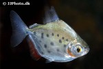 metynnis maculatus metynnis maculatus