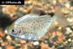 metynnis maculatus metynnis maculatus