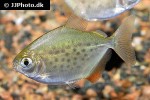 metynnis maculatus metynnis maculatus