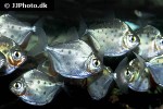 metynnis maculatus metynnis maculatus