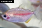 metynnis maculatus var metynnis maculatus var