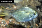 metynnis mola metynnis mola