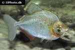 metynnis orinocensis metynnis orinocensis