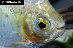 metynnis orinocensis metynnis orinocensis