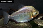 metynnis orinocensis metynnis orinocensis