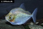 metynnis orinocensis metynnis orinocensis