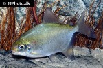 mylesinus paraschomburgkii mylesinus paraschomburgkii