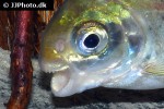 mylesinus paraschomburgkii mylesinus paraschomburgkii