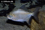 mylesinus paraschomburgkii mylesinus paraschomburgkii