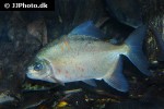 mylesinus paraschomburgkii mylesinus paraschomburgkii