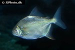 mylesinus paucisquamatus mylesinus paucisquamatus