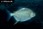 mylesinus paucisquamatus mylesinus paucisquamatus