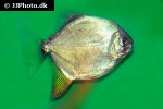 myloplus arnoldi myloplus arnoldi