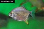 myloplus arnoldi myloplus arnoldi