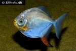 myloplus asterias myloplus asterias
