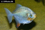myloplus asterias myloplus asterias