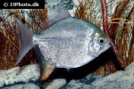 myloplus nigrolineatus myloplus nigrolineatus