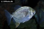 myloplus nigrolineatus myloplus nigrolineatus