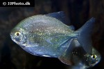 myloplus nigrolineatus myloplus nigrolineatus