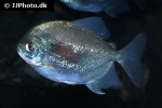 myloplus nigrolineatus myloplus nigrolineatus