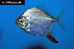 myloplus rubripinnis myloplus rubripinnis