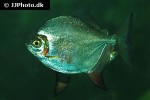 myloplus rubripinnis myloplus rubripinnis