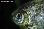 myloplus rubripinnis myloplus rubripinnis