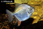 myloplus rubripinnis myloplus rubripinnis