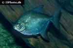 myloplus rubripinnis myloplus rubripinnis