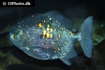 myloplus rubripinnis myloplus rubripinnis