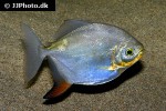 myloplus rubripinnis myloplus rubripinnis