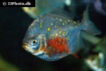 myloplus rubripinnis luna myloplus rubripinnis luna