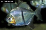 myloplus schomburgkii myloplus schomburgkii
