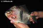 myloplus schomburgkii myloplus schomburgkii
