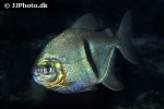 myloplus schomburgkii myloplus schomburgkii