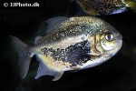 myloplus schomburgkii myloplus schomburgkii