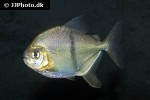 myloplus schomburgkii myloplus schomburgkii