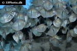 myloplus schomburgkii myloplus schomburgkii