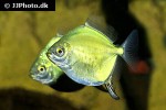 myloplus ternetzi myloplus ternetzi