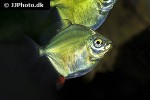 myloplus ternetzi myloplus ternetzi